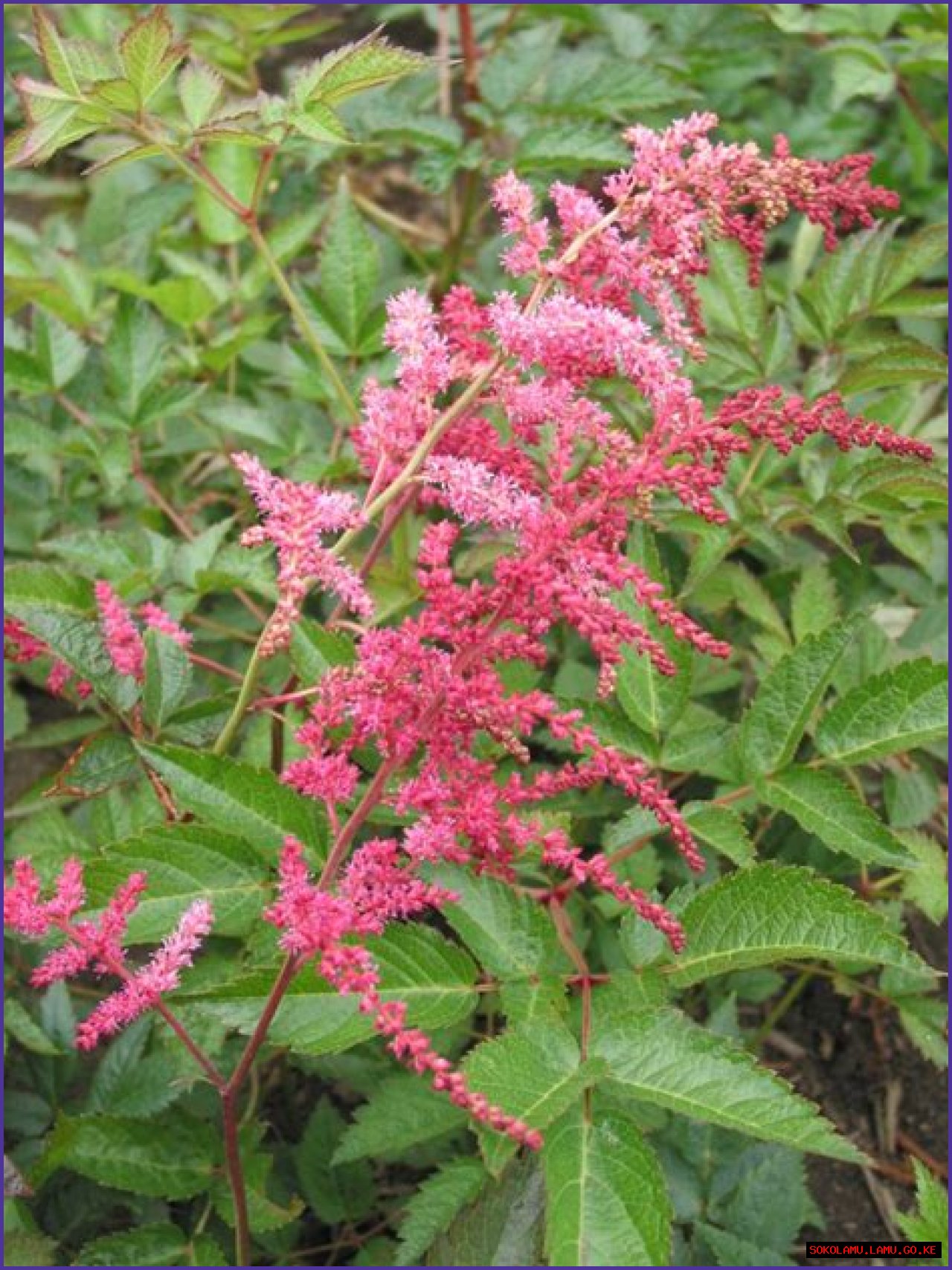 18 Fascinating Facts About Astilbe