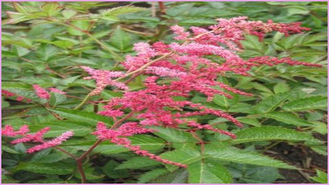 18 Fascinating Facts About Astilbe