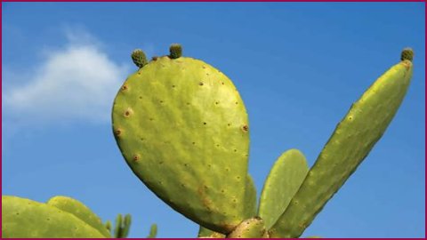 Cactus Facts: 40 Fun Facts About This Prickly Succulent